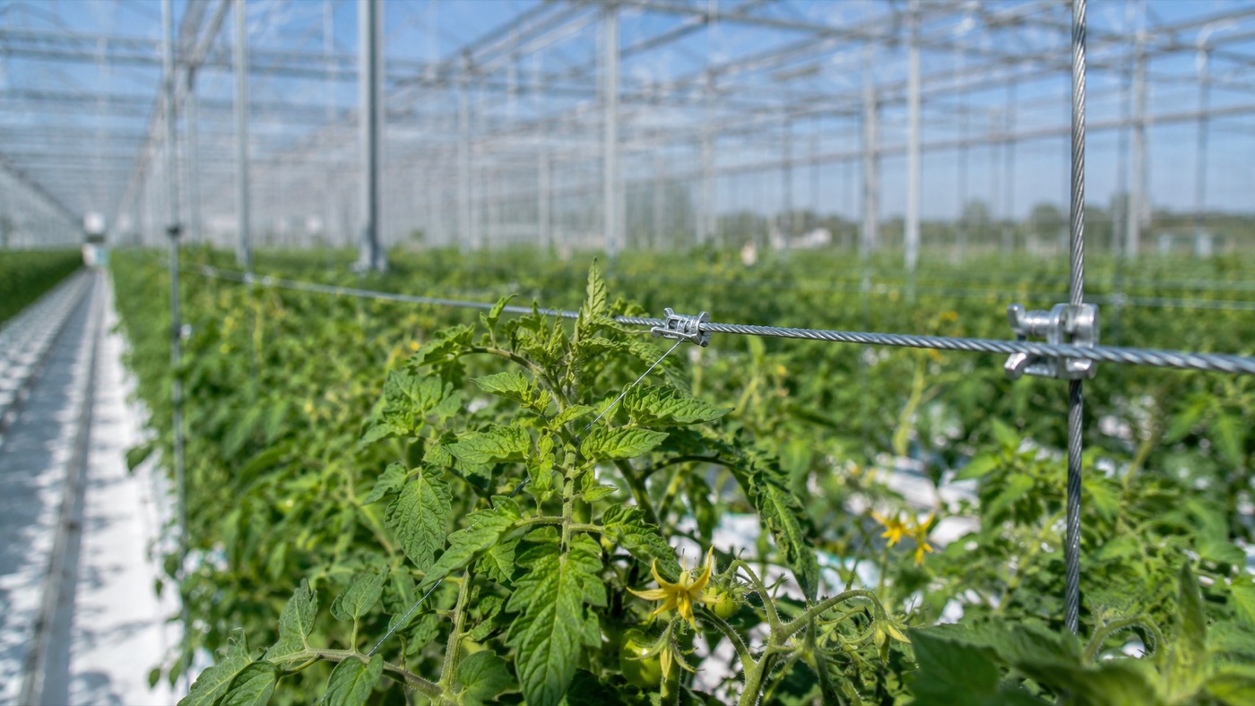 Ebatel Sera Teli — Serada bitki ve naylon taşıyan galvaniz tel